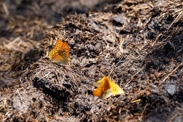 罗马尼亚草原上的蝴蝶 — 图库照片