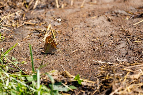 Papillons Sur Une Prairie Roumanie — Photo