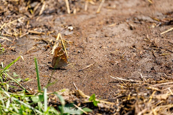 Papillons Sur Une Prairie Roumanie — Photo