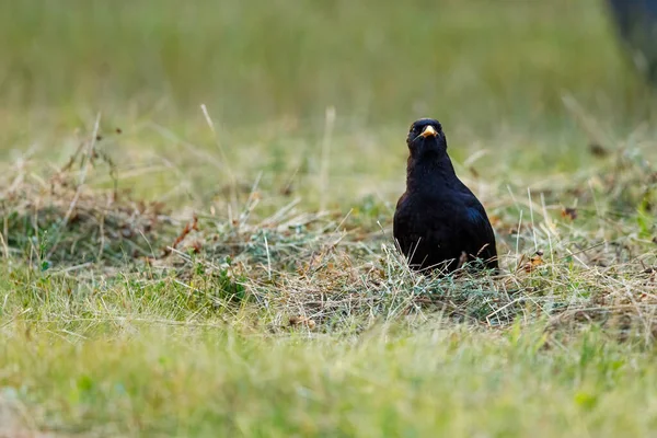 Черная Ворона Лугу — стоковое фото