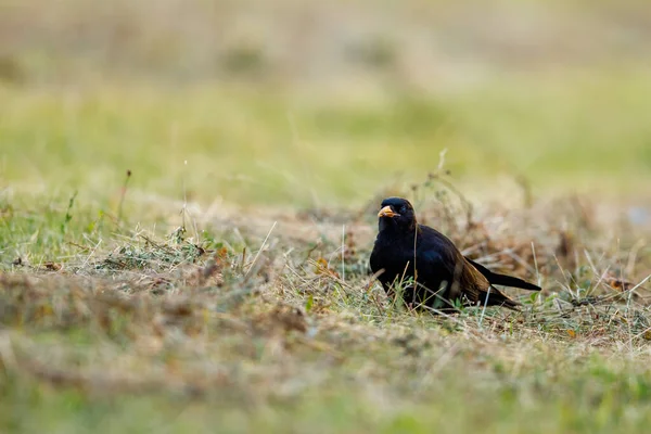 Corbeau Noir Sur Une Prairie — Photo
