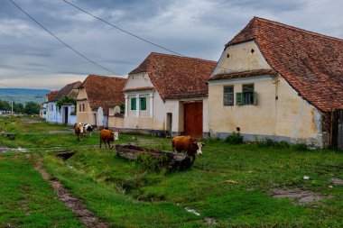 Romanya 'nın Viscri köyünde inekler