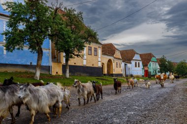 Romanya 'nın Viscri köyünde keçiler