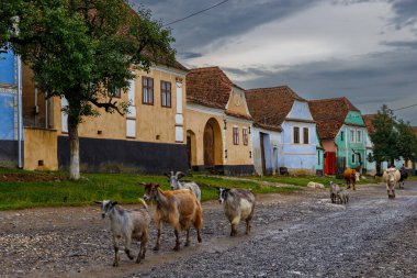 Romanya 'nın Viscri köyünde keçiler