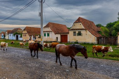 Romanya 'nın Viscri köyünde inekler