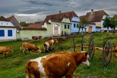 Cows in the village of Viscri in Romania clipart