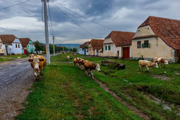 Vacas Aldeia Viscri Roménia — Fotografia de Stock