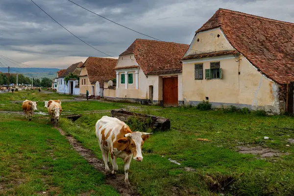 Vaches Dans Village Viscri Roumanie — Photo
