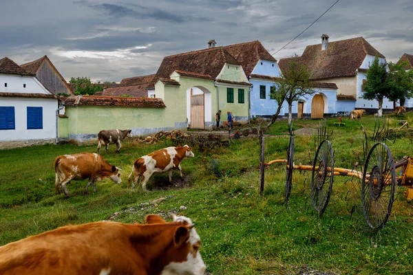 Коровы Деревне Вискри Румынии — стоковое фото