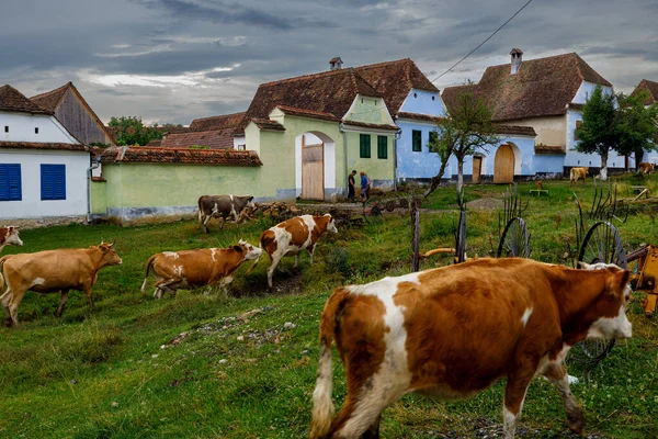 Cows Village Viscri Romania — Stock Photo, Image