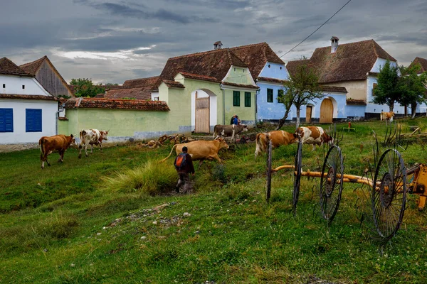 Vacas Aldeia Viscri Roménia — Fotografia de Stock