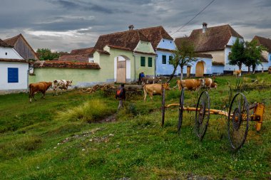 Romanya 'nın Viscri köyünde inekler