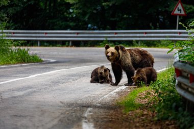 Romen Karpatlar 'da Avrupalı Boz Ayı