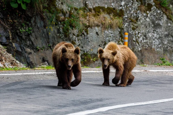 stock image European Brown Bear in the Carpathians of Romania