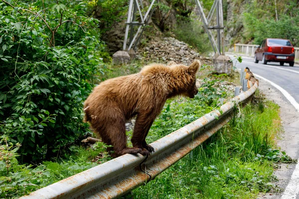 European Brown Bear Carpathians Romania — Stock Photo, Image