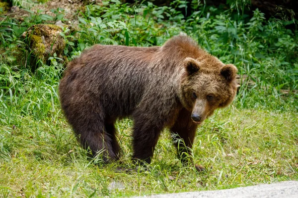 Европейский Бурый Медведь Карпатах Румынии — стоковое фото