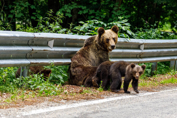 Европейский бурый медведь в Карпатах Румынии