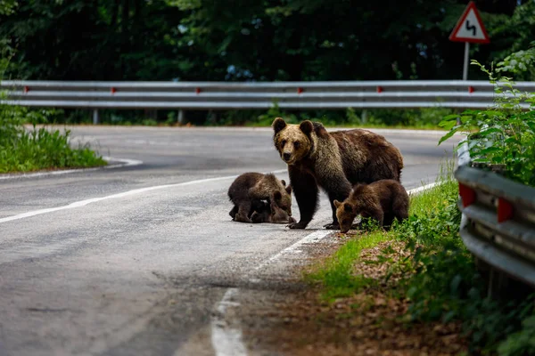 Európai Barna Medve Romániai Kárpátokban — Stock Fotó