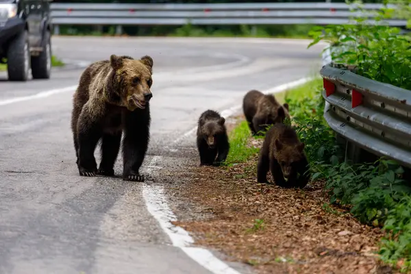 罗马尼亚喀尔巴阡山脉的欧洲棕熊 — 图库照片