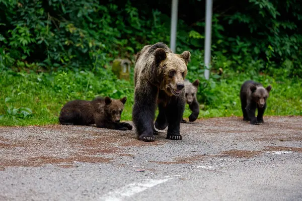Европейский Бурый Медведь Карпатах Румынии — стоковое фото