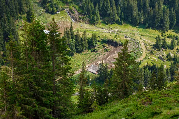 Romanya Daki Karpat Dağlarında Bir Koyun Sürüsü — Stok fotoğraf