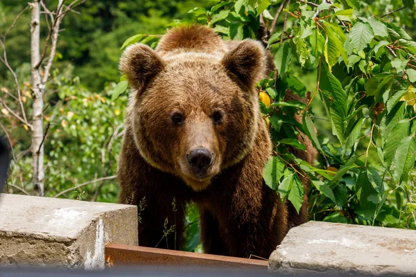 Urso Castanho Europeu Nos Cárpatos Roménia Imagem De Stock