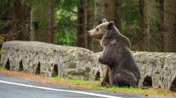 罗马尼亚喀尔巴阡山脉的欧洲棕熊 图库照片