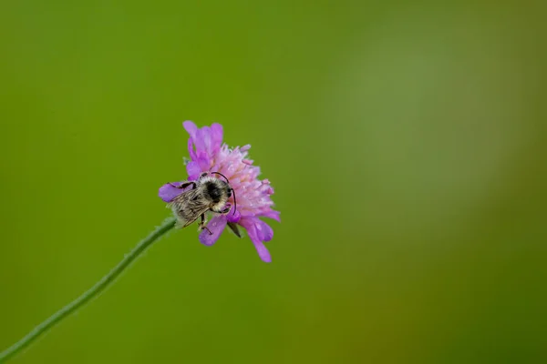 Wild Bumble Bee Flower — Foto de Stock