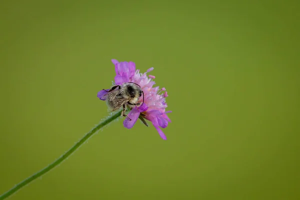 Wild Bumble Bee Flower — Fotografia de Stock