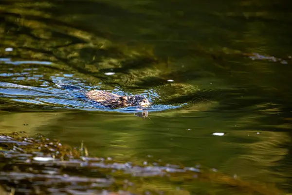 一只麝鼠在水里 — 图库照片