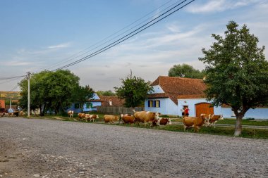 Romanya 'nın Viscri köyünde inekler