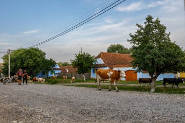 Romanya 'nın Viscri köyünde inekler