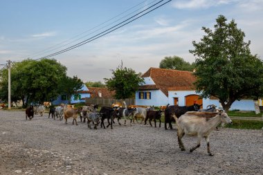 Romanya 'nın Viscri köyündeki keçi ve çobanlar, 01 Ağustos 2022
