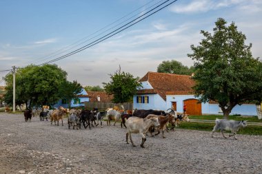 Romanya 'nın Viscri köyündeki keçi ve çobanlar, 01 Ağustos 2022