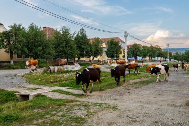 Romanya 'nın Viscri köyünde inekler