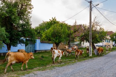 Romanya 'nın Viscri köyünde inekler