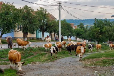 Romanya 'nın Viscri köyündeki İnekler ve Çobanlar, 01 Ağustos 2022