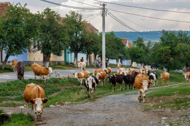Romanya 'nın Viscri köyündeki İnekler ve Çobanlar, 01 Ağustos 2022