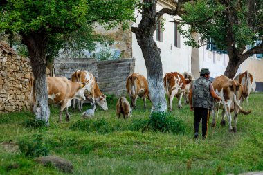 Romanya 'nın Viscri köyündeki İnekler ve Çobanlar, 01 Ağustos 2022