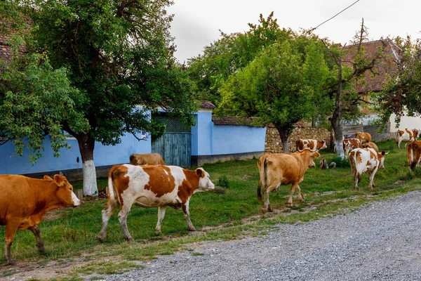 Cows in the village of Viscri in Romania