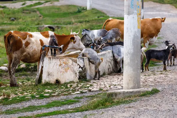 Cows in the village of Viscri in Romania