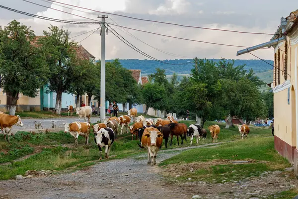 Romanya 'nın Viscri köyündeki İnekler ve Çobanlar, 01 Ağustos 2022
