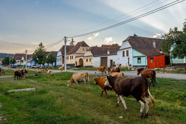 Krowy Wsi Viscri Rumunii Obrazek Stockowy