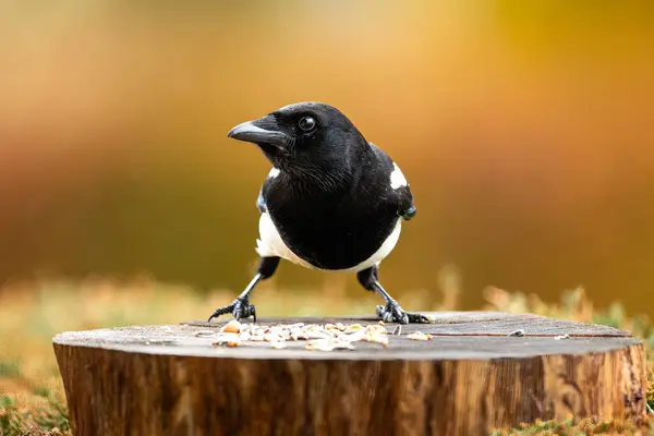 stock image A European Magpie in the wild