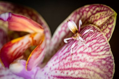 Pembe Orkide Üzerinde Orkide Mantid