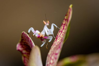 Pembe Orkide Üzerinde Orkide Mantid