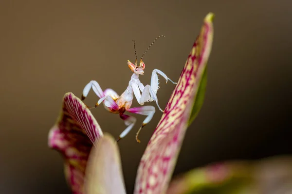 Mantis Orchidée Sur Une Orchidée Rose Image En Vente