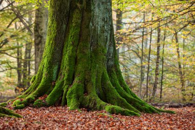 Almanya 'nın Reinhardswald ormanındaki yaşlı ağaçlar