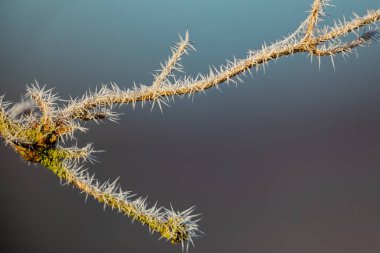 Kışın donmuş buz