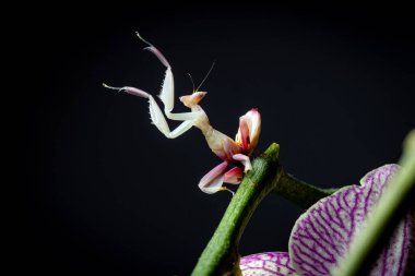 Pembe Orkide Üzerinde Orkide Mantid